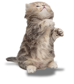 greykitteh